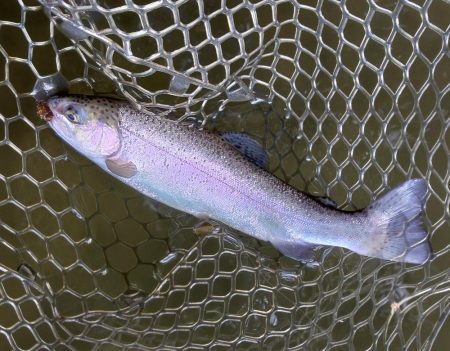 ルアーでチャレンジ 大安トラウトレイク